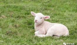 小羊事件爆料最新消息是真的吗,真相揭晓，官方回应证实？